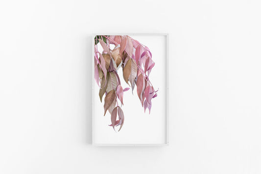 Pink Leaves II | Pink Leaves Wall Print | Lynette Cooper Prints and Sketches