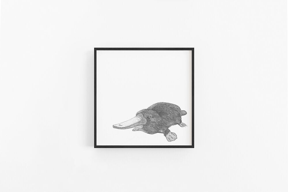 Platypus Sketch