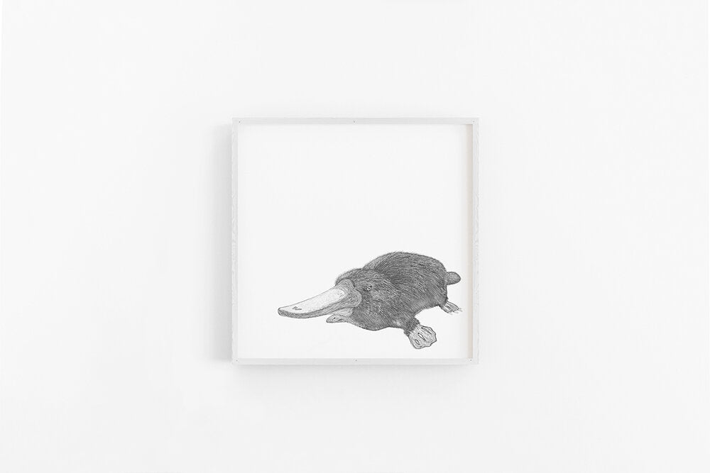 Platypus Sketch