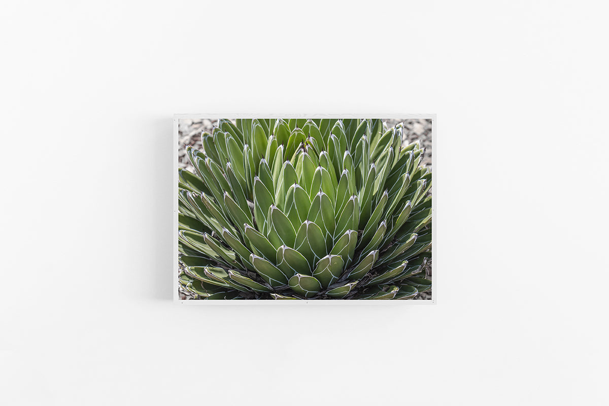 Succulent I