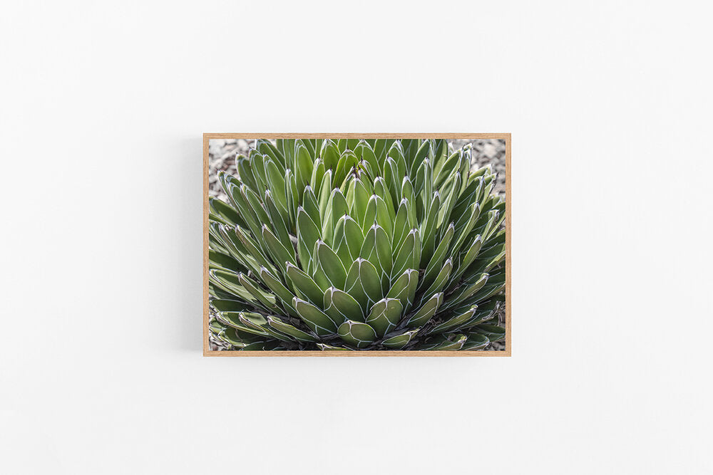 Succulent I | Agave Succulent Poster Art Print | Lynette Cooper Prints and Sketches