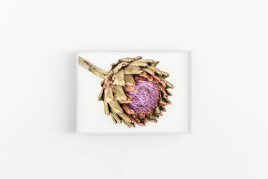 Artichoke III | Flower Print Wall Decor | Lynette Cooper Prints and Sketches