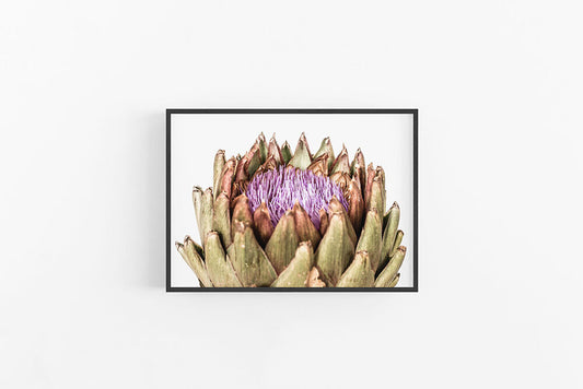 Artichoke II | Floral Fine Art Wall Print | Lynette Cooper Prints and Sketches