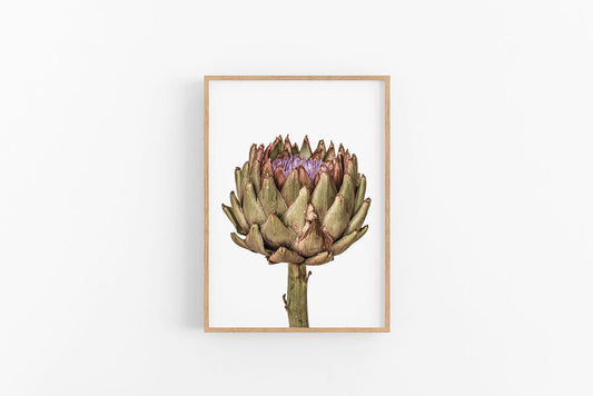 Artichoke IV | Artichoke Poster Print | Lynette Cooper Prints and Sketches