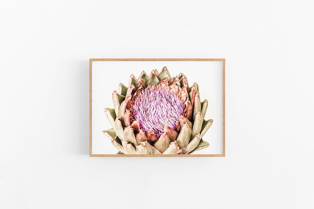 Artichoke I | Flower Fine Art Wall Print | Lynette Cooper Prints and Sketches