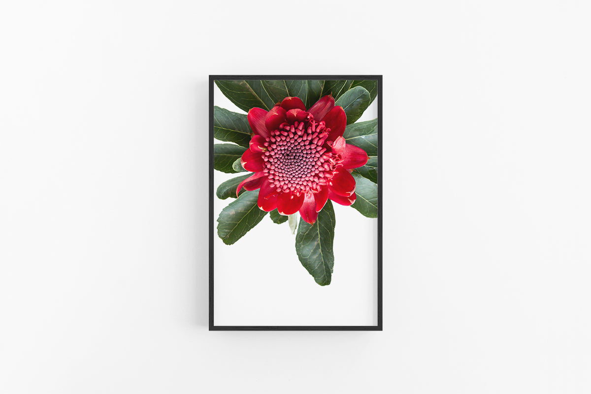 Red Waratah II