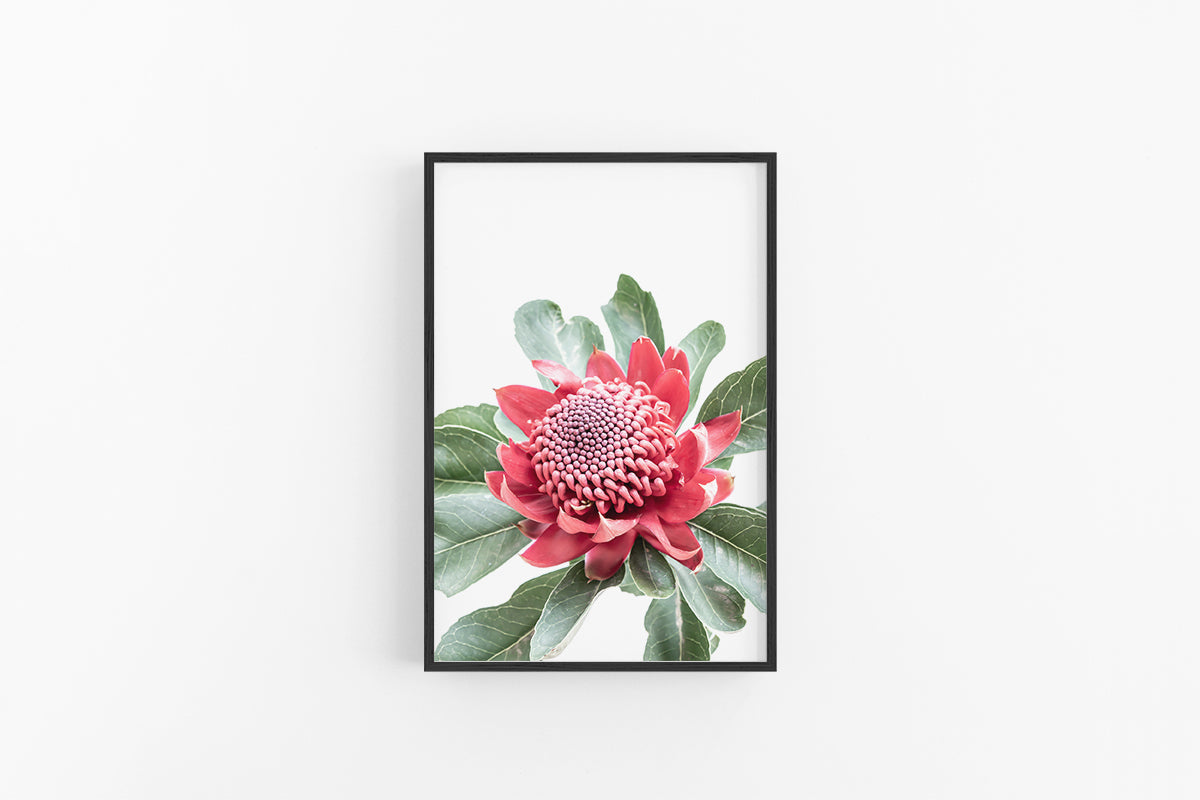 Waratah II