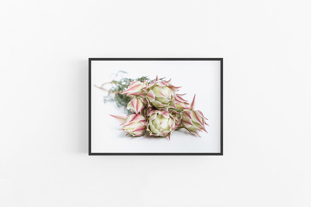 Blushing Bride III | Flower Poster Print | Lynette Cooper Prints and Sketches