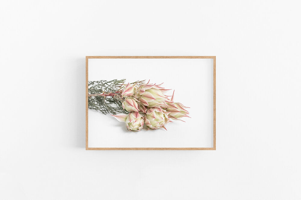 Blushing Bride II | Floral Fine Art Wall Print | Lynette Cooper Prints and Sketches