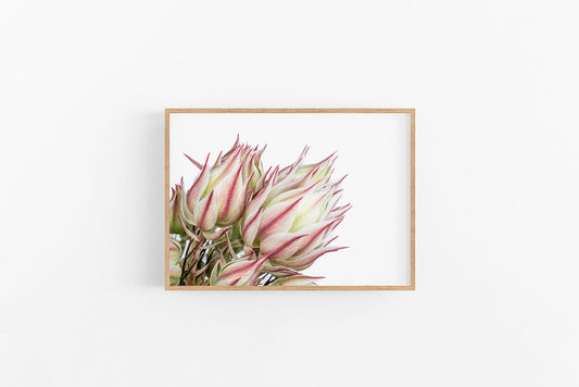Blushing Bride I | Native Australian Flower Fine Art Wall Print | Lynette Cooper Prints and Sketches