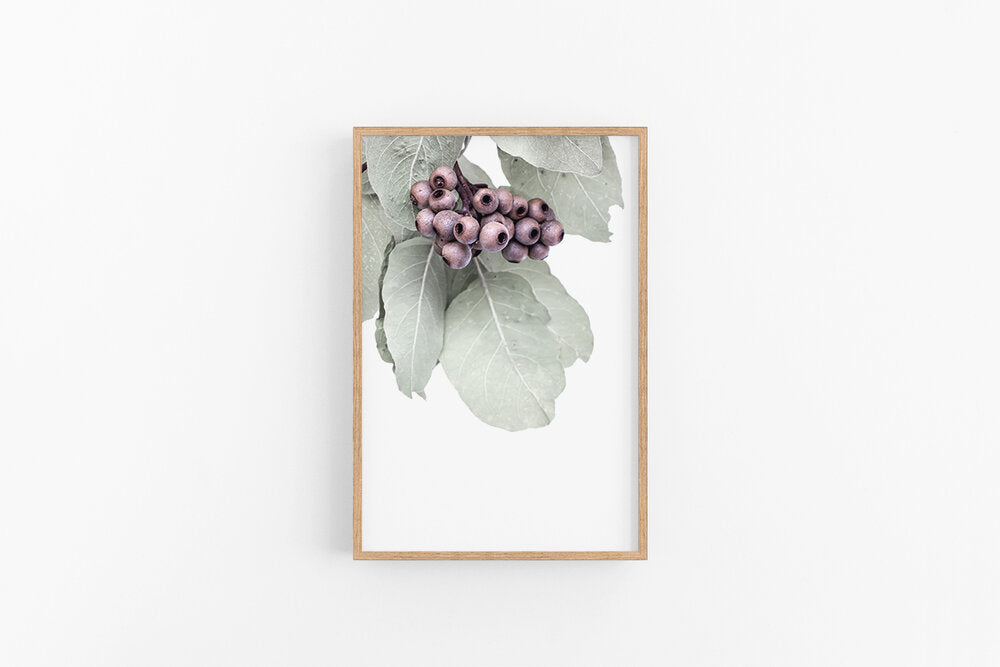 Gumnuts | Eucalyptus Gumnuts & Leaves Wall Art Print | Lynette Cooper Prints and Sketches