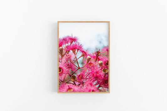 Corymbia Bright II | Australian Native Gumnut Flower Poster Art | Lynette Cooper Prints & Sketches
