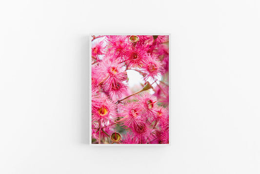 Corymbia Bright I | Australian Eucalyptus Gumnut Flower Art Print | Lynette Cooper Prints & Sketches