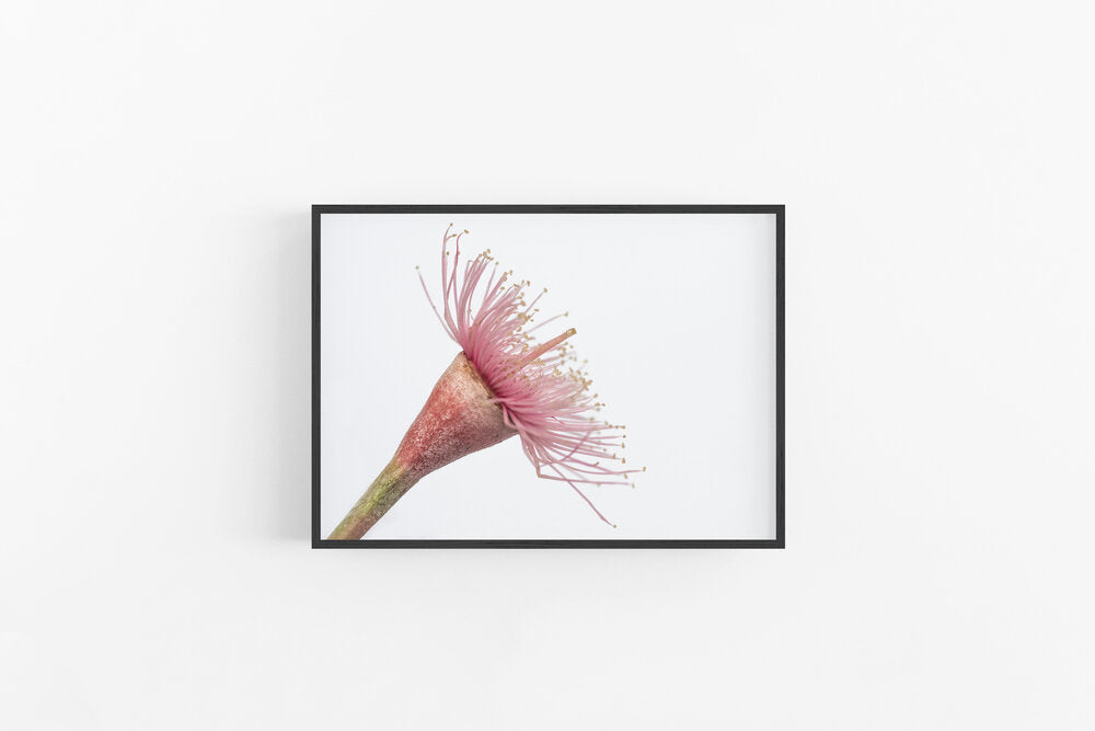 Gumnut Flowers IV | Australian Native Gumnut Flower Wall Print | Lynette Cooper Prints and Sketches