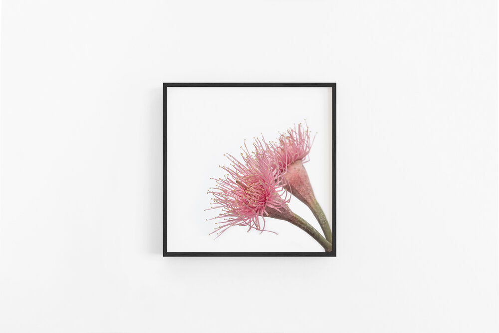 Gumnut Flowers VII