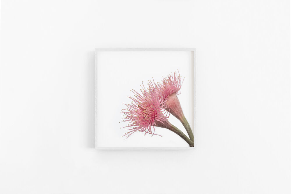 Gumnut Flowers VII