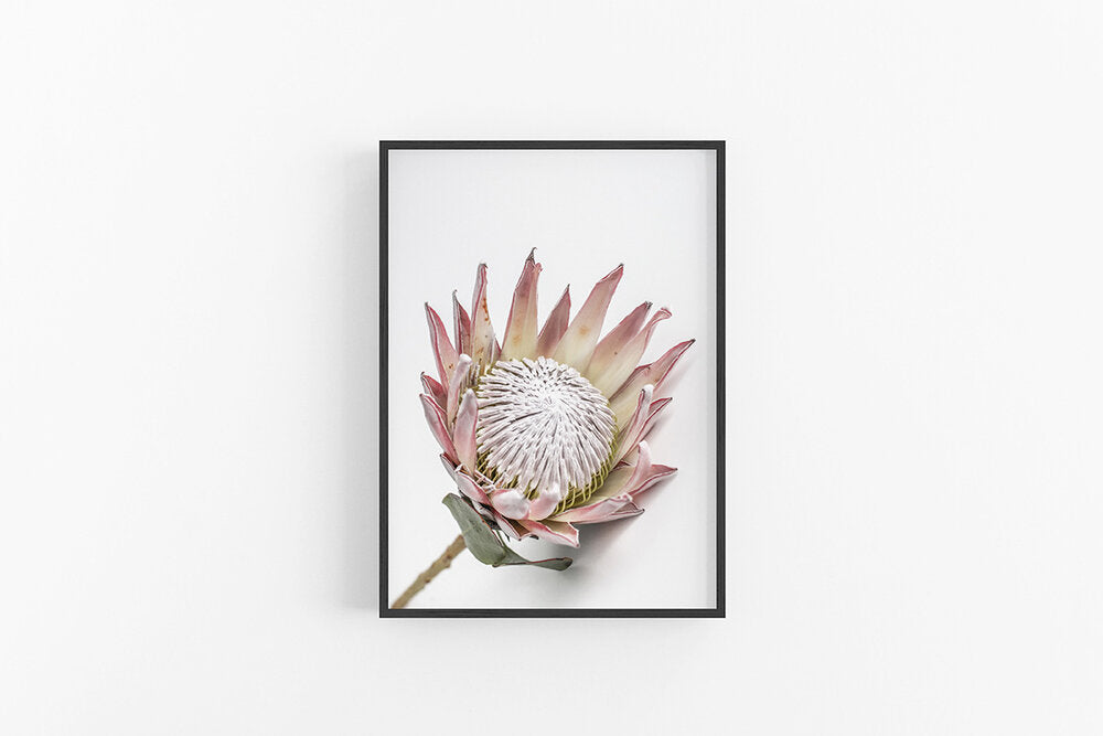King Protea III