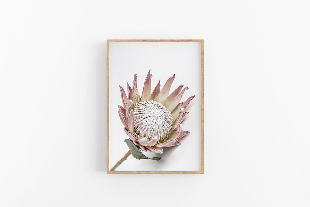 King Protea III | King Protea Flower Wall Print | Lynette Cooper Prints and Sketches