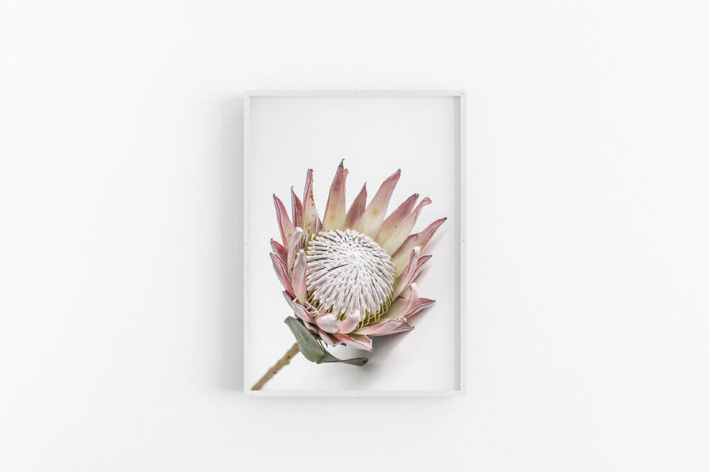King Protea III