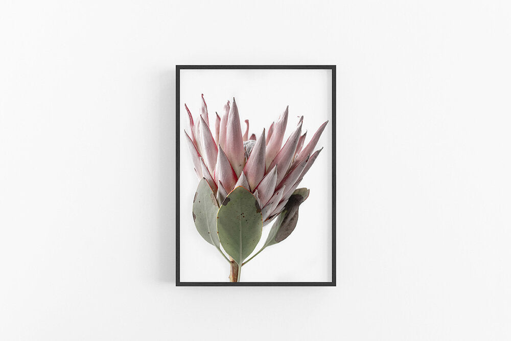 King Protea II