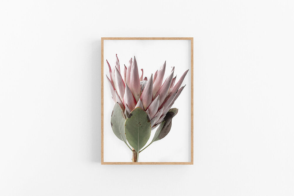King Protea II | Native Australian Floral Fine Art Print | Lynette Cooper Prints and Sketches