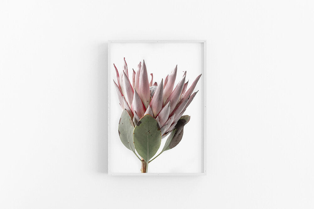 King Protea II