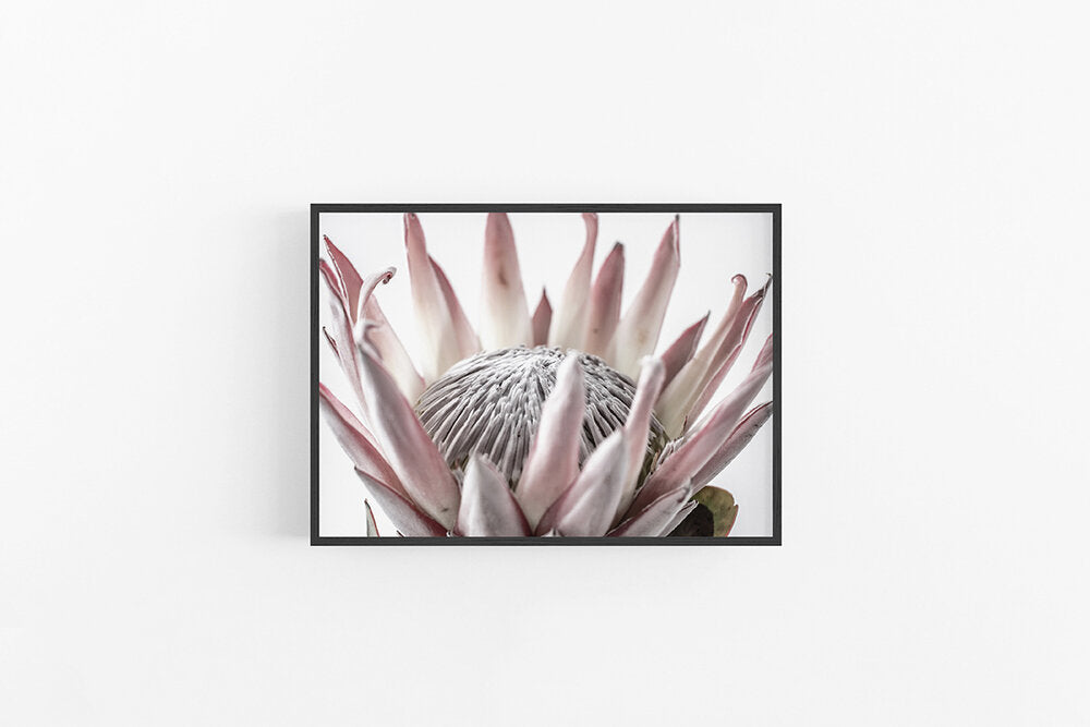 King Protea I