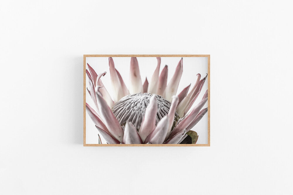 King Protea I | King Protea Flower Photographic Print | Lynette Cooper Prints and Sketches