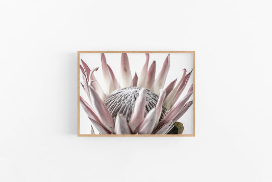 King Protea I | King Protea Flower Photographic Print | Lynette Cooper Prints and Sketches