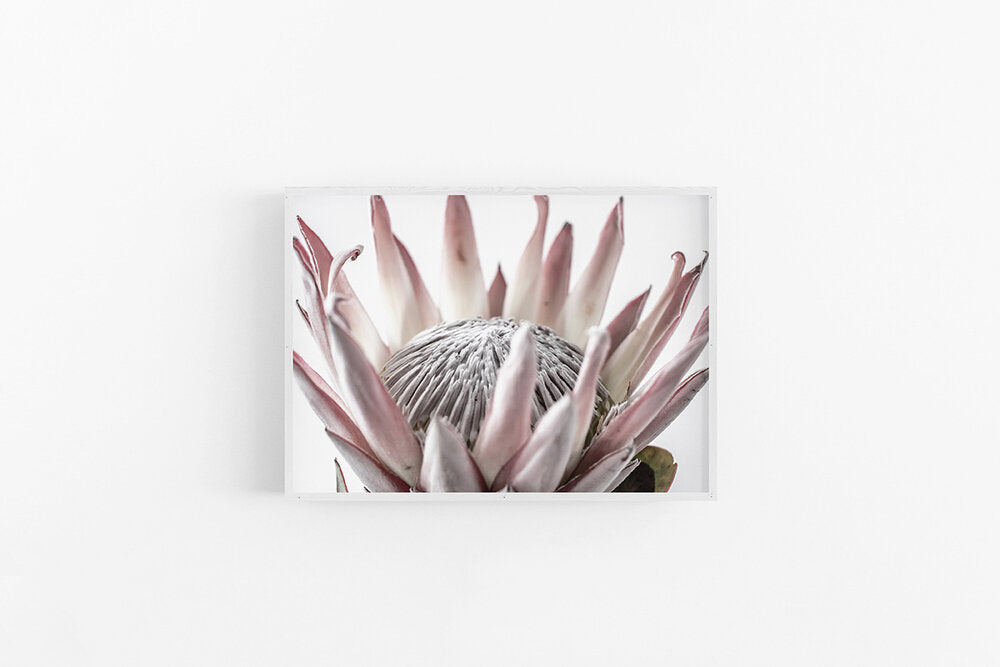 King Protea I