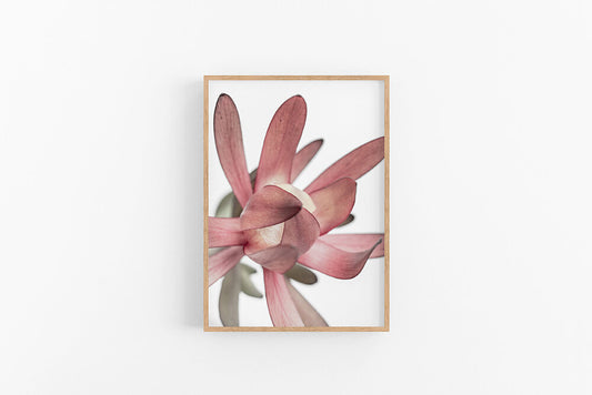 Leucodendron III | Australian Flora Art Prints - Leucodendron Art | Lynette Cooper Prints & Sketches