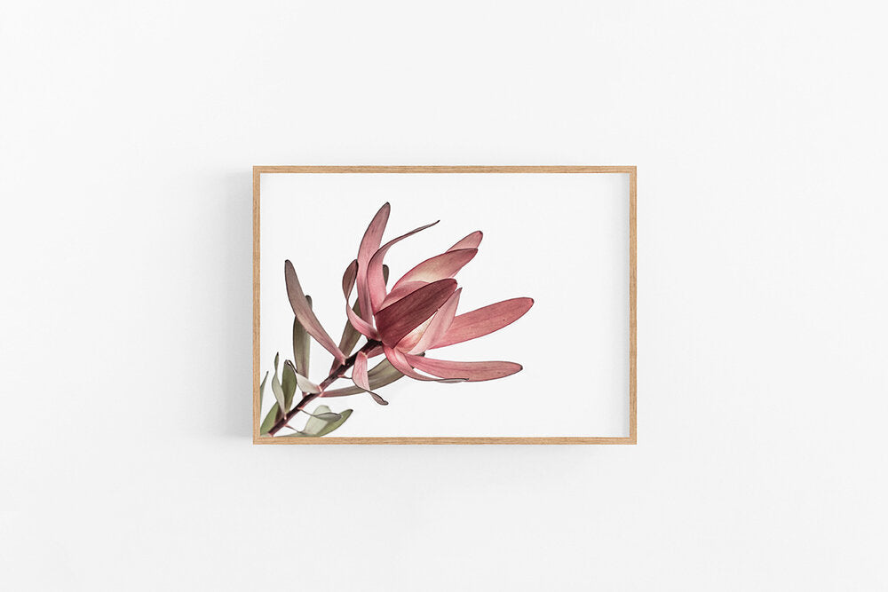 Leucodendron II
