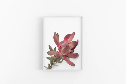 Leucodendron IV | Native Australian Flower Photographic Print | Lynette Cooper Prints and Sketches