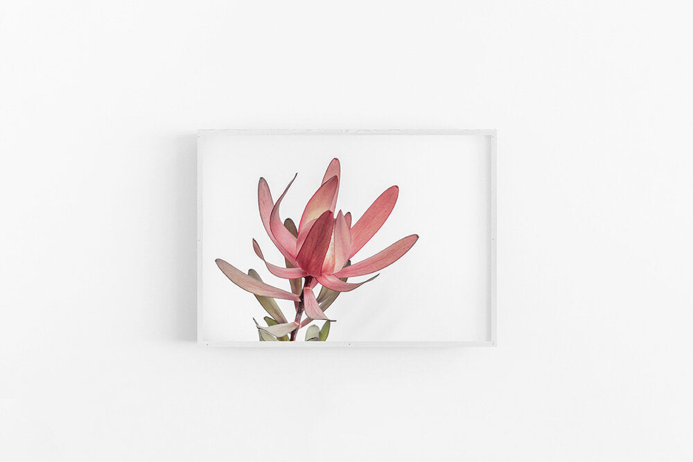 Leucodendron I | Native Australian Floral Fine Art Print | Lynette Cooper Prints and Sketches