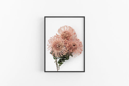 Orange Leucospermum II | Australian Flower Wall Print - Leucospermum Print | Lynette Cooper Prints