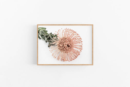 Orange Leucospermum | Native Australian Flower Photographic Print | Lynette Cooper Prints & Sketches