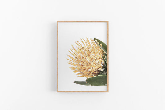 Yellow Leucospermum II | Australian Native Flower Wall Print | Lynette Cooper Prints and Sketches