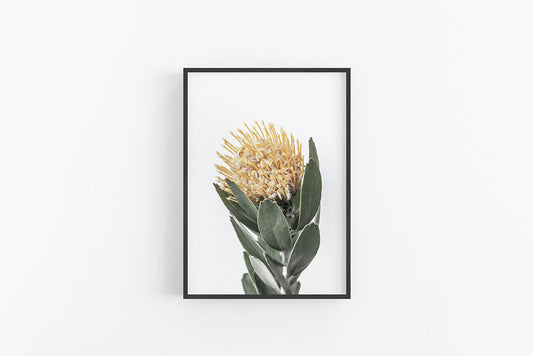Yellow Leucospermum I | Native Australian Floral Fine Art Print | Lynette Cooper Prints & Sketches