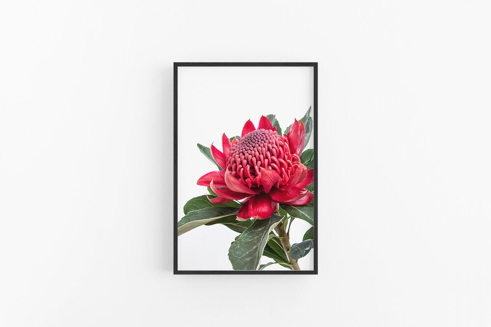 Red Waratah I