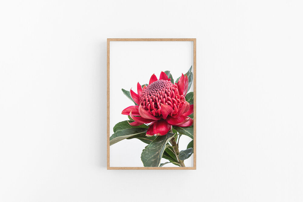 Red Waratah I | Australian Native Waratah Wall Print | Lynette Cooper Prints and Sketches