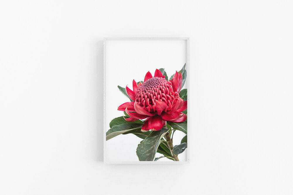Red Waratah I