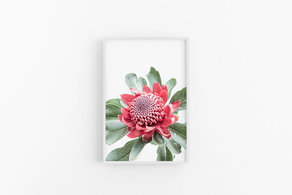 Waratah II
