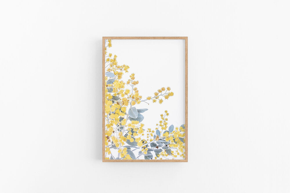 Wattle III | Australian Native Flower Wall Print | Lynette Cooper Prints and Sketches