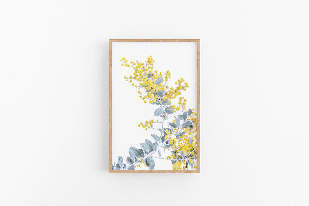 Wattle II