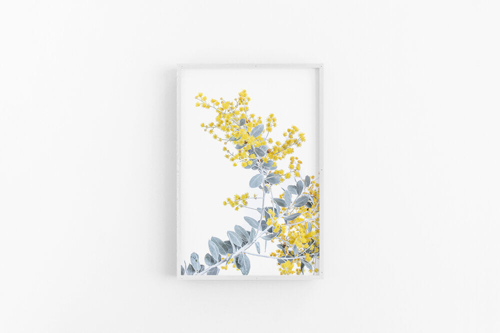 Wattle II | Australian Flower Wall Art Print - Wattle Print | Lynette Cooper Prints and Sketches