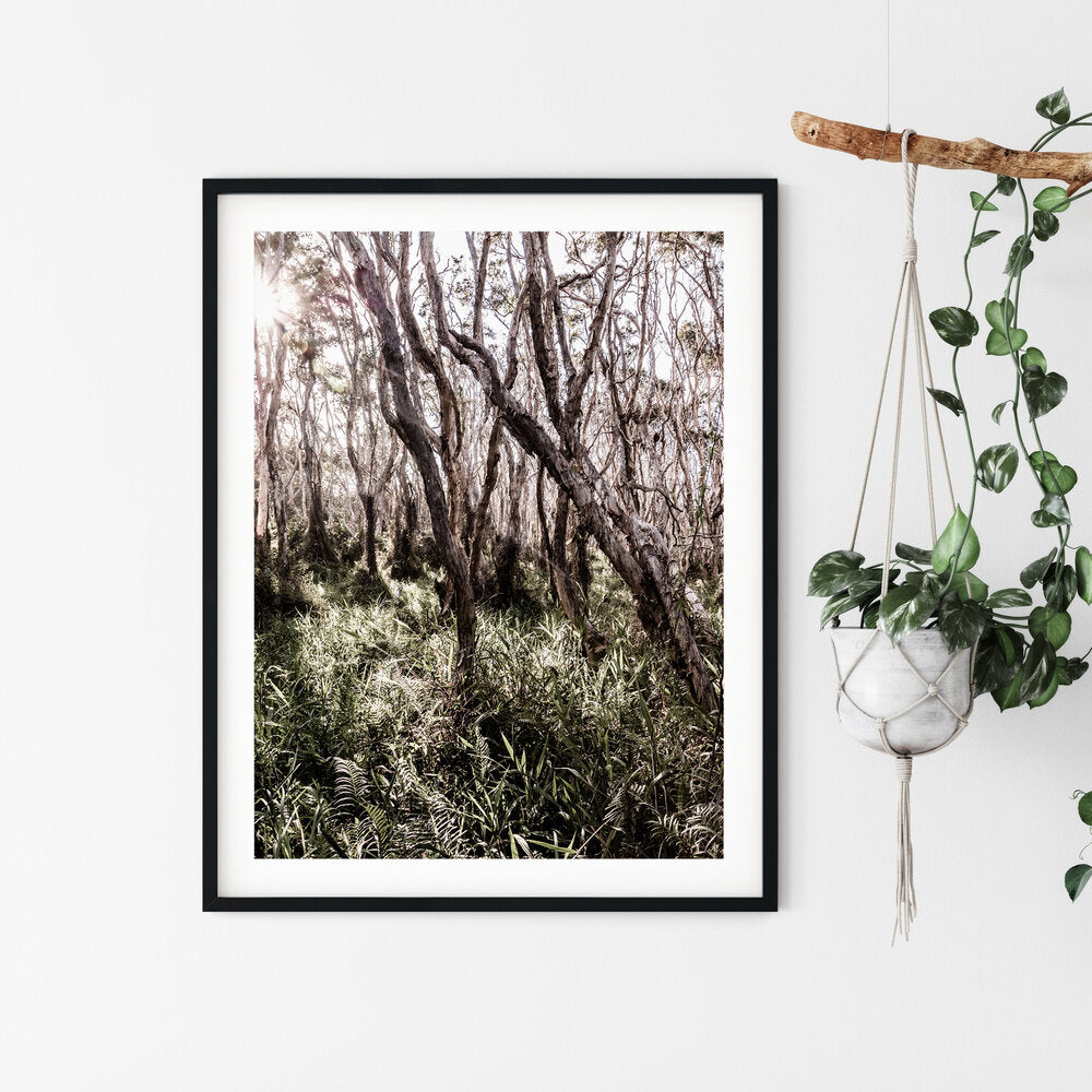 Beach Forest