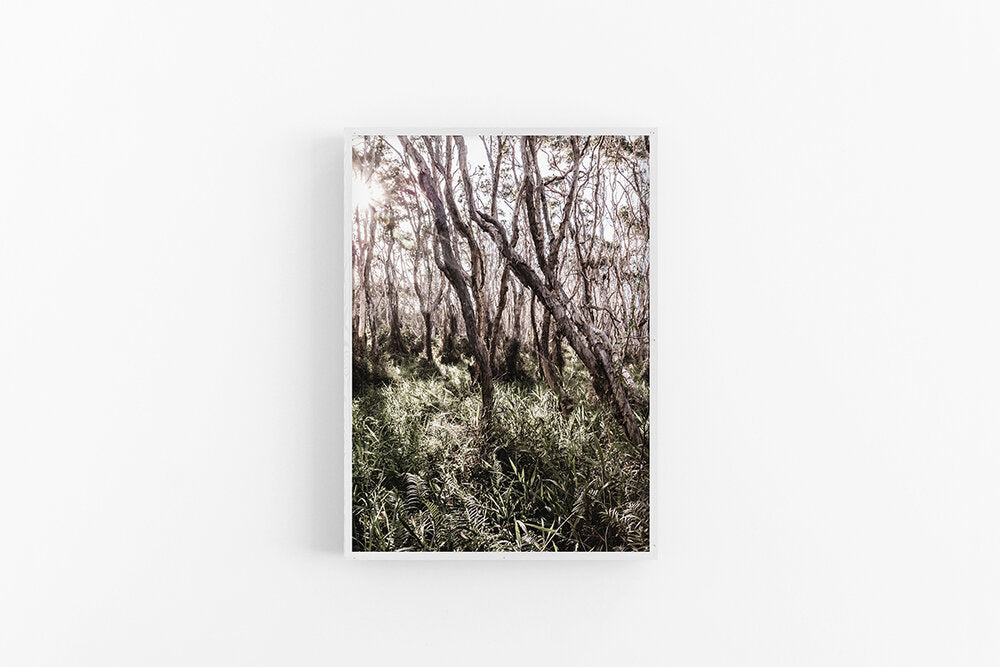 Beach Forest