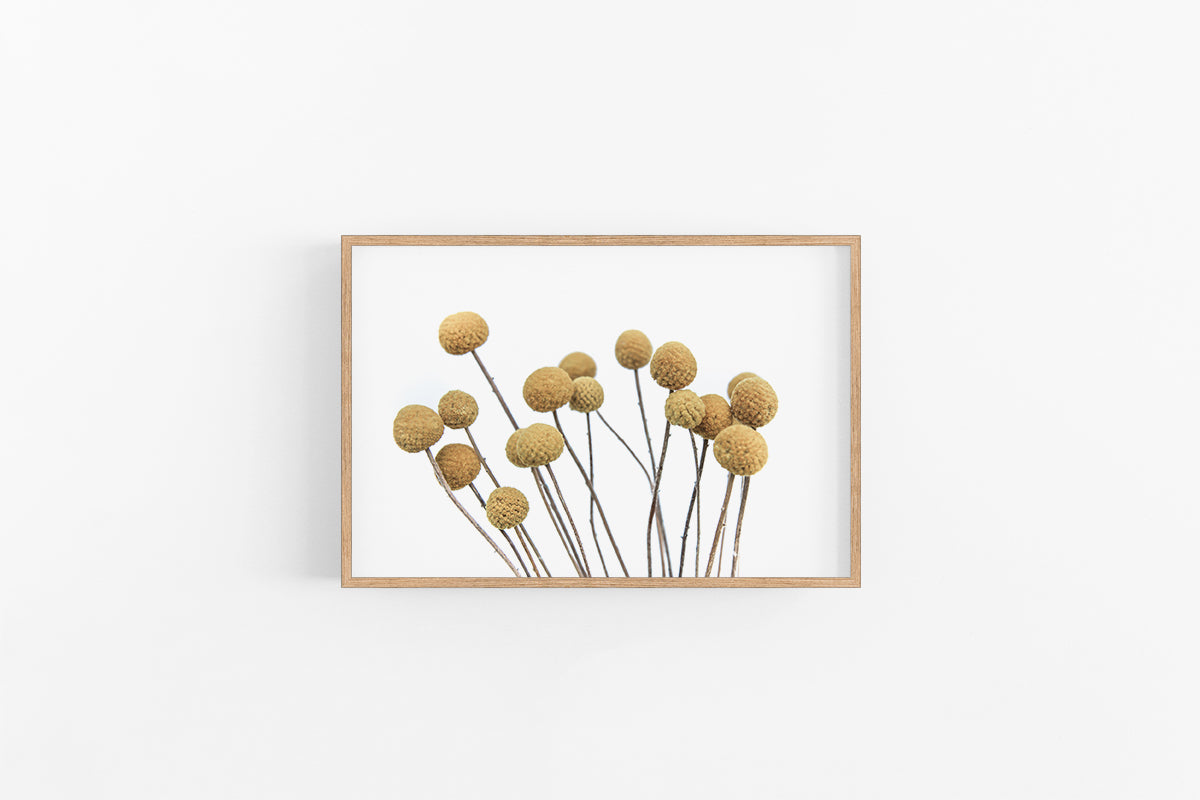 Billy Buttons