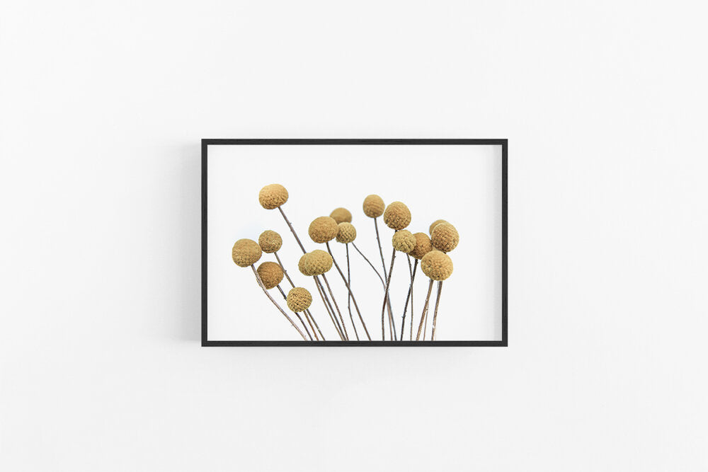 Billy Buttons | Modern Dried Flower Fine Art Wall Print | Lynette Cooper Prints and Sketches