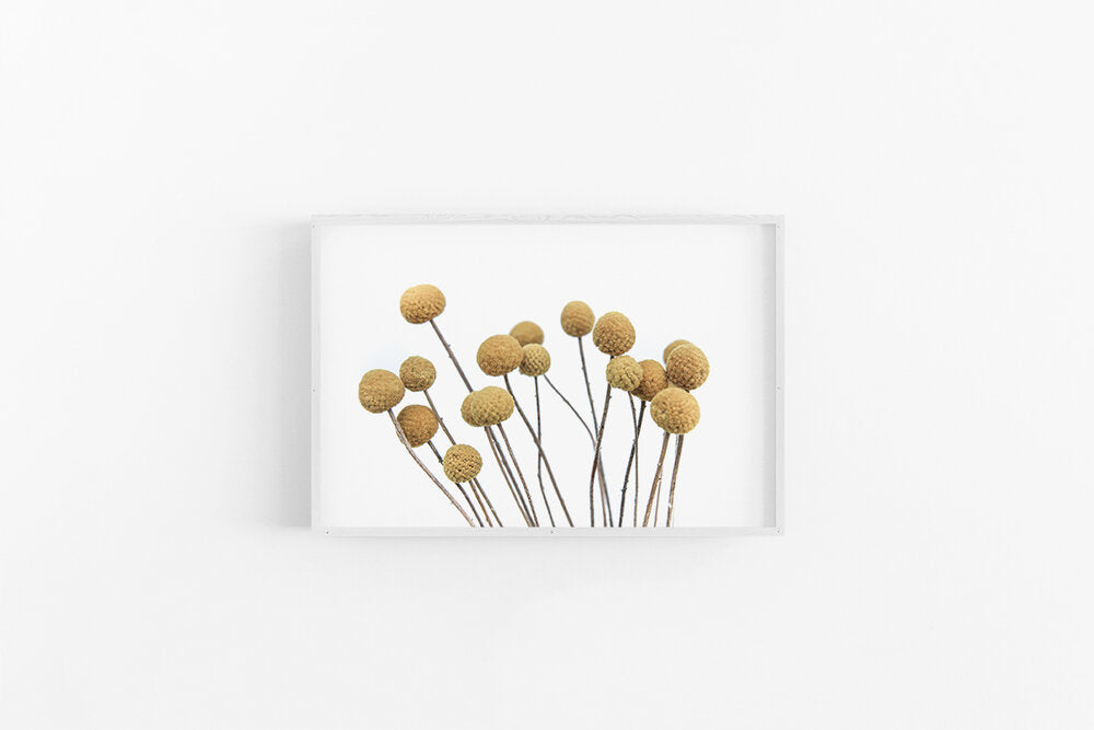 Billy Buttons